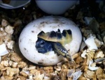 Hatching of tortoises