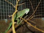 Iguana iguana 