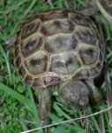 The tortoise R
