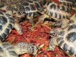 Feed  hatchling