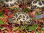 Two-headed hatching tortoise, 4 years