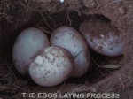 The eggs laying process