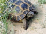 The tortoise W