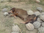 The friend to tortoises