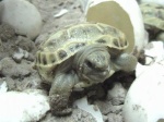 Hatching of tortoises