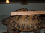 5 years old ranched tortoises